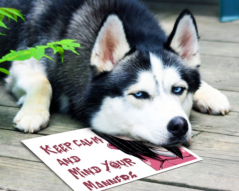 dramaguru keep calm dog funny.pho.to